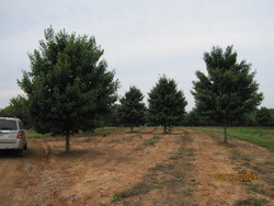 Acer rubrum — photo 2